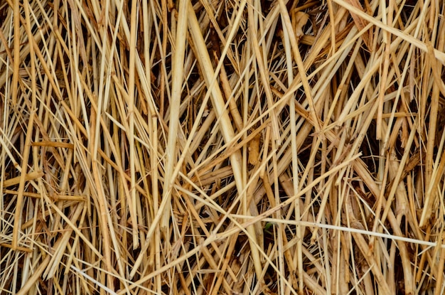 hay texture