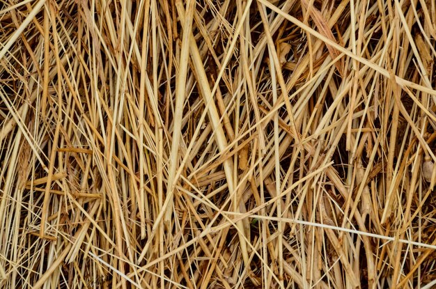 hay texture