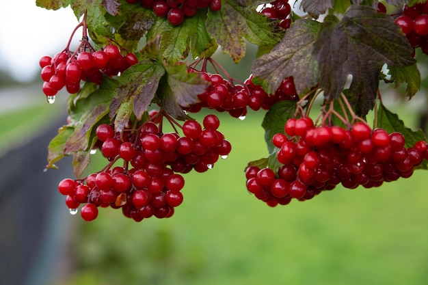 Hay un viburnum rojo en el árbol. A qué gota después de la lluvia.