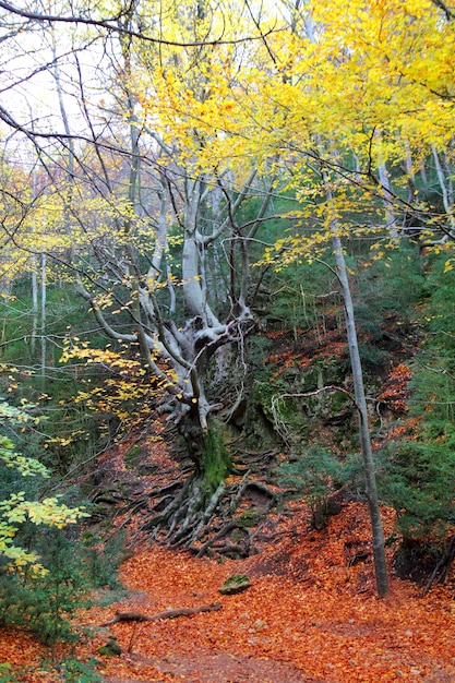 Haya centenaria en otoño hojas doradas