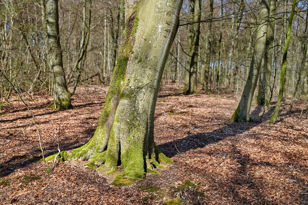 Hayas cubiertas de musgo que crecen en el campo de prados de bosques remotos Bosques con troncos cubiertos de algas en un paisaje zen tranquilo, sereno, tranquilo Descubriendo la paz y la relajación en la madre naturaleza