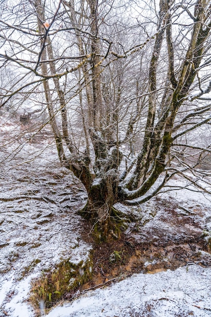 Hayedo lleno de nieve en el bosque del monte Aizkorri en Gipuzkoa