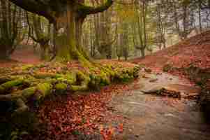 Foto hayedo de otzarreta cerca de bilbao españa lugar mágico especialmente en otoño