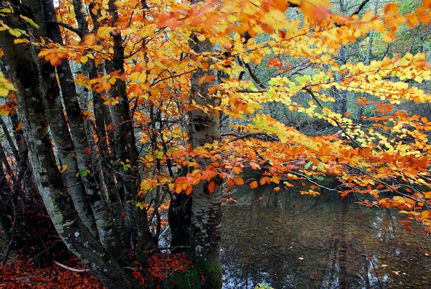 Hayedos otoñales en el río Baias. Parque Natural de Gorbeia. País Vasco. España