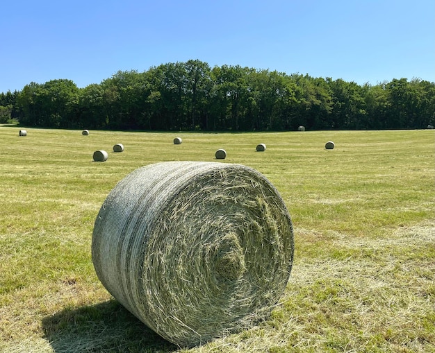 Haylage é grama seca a uma umidade de 5055 e preservada em recipientes selados