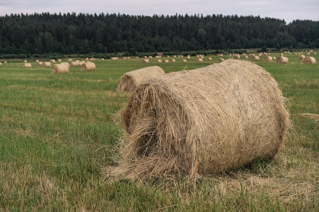Haymows no campo no dia de verão, região da Carélia, Rússia