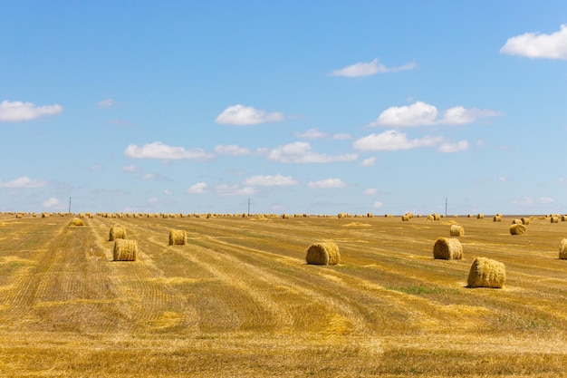 Hayrolls en el campo Hayricks en los campos ucranianos Cosecha de verano Agricultura ucraniana