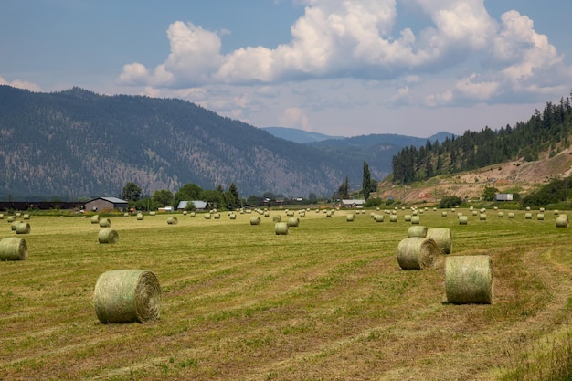 Haystack en un campo agrícola durante un vibrante día soleado de verano