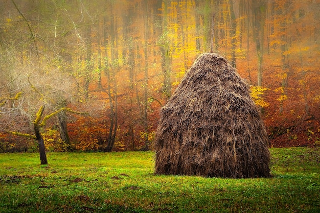 Haystack Hay é empilhado perto de uma floresta de montanha