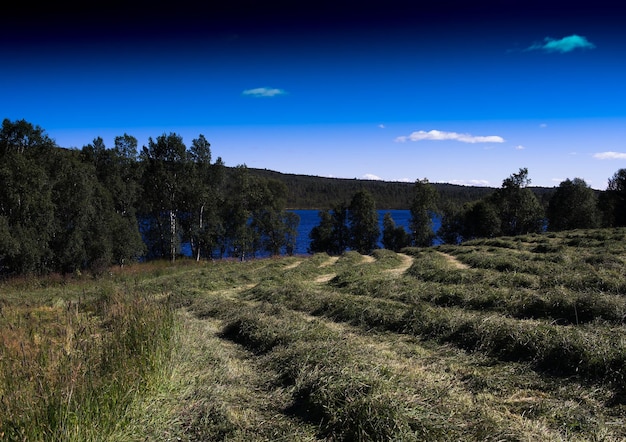 HD de fundo de paisagem de campo coberto de feno