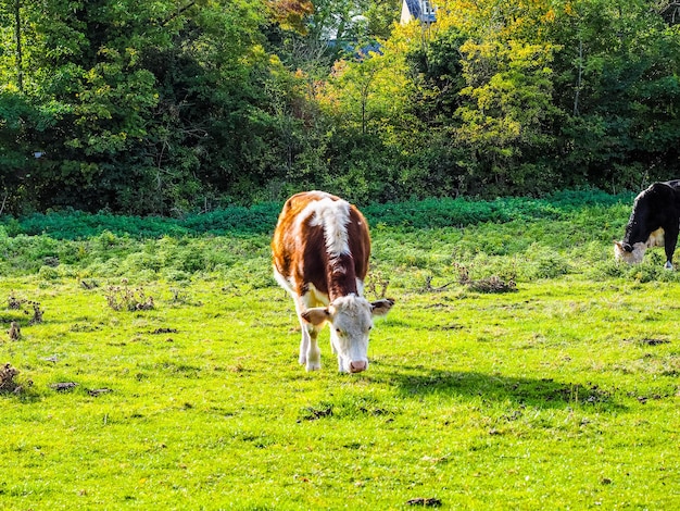 HDR Coe Fen pradera ganado en Cambridge