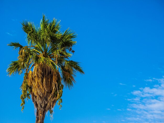 HDR palmera sobre cielo azul