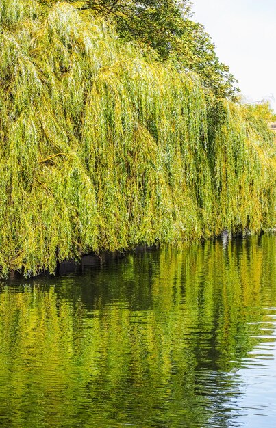 HDR River Cam in Cambridge