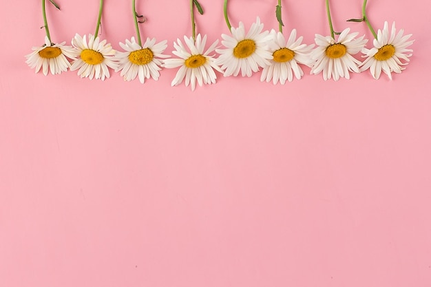 Header mit weißer Kamillenblüte auf rosa Hintergrund Frühlingszärtlichkeitskomposition mit Kopierbereich