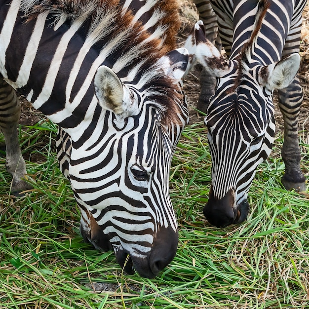 Headshot des Zebras isst Gras