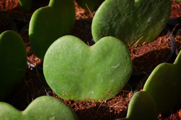 Heart Leaf Hoya en una fila en el jardín