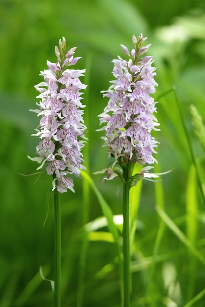 Heath Spotted Orchid blüht im Sommer