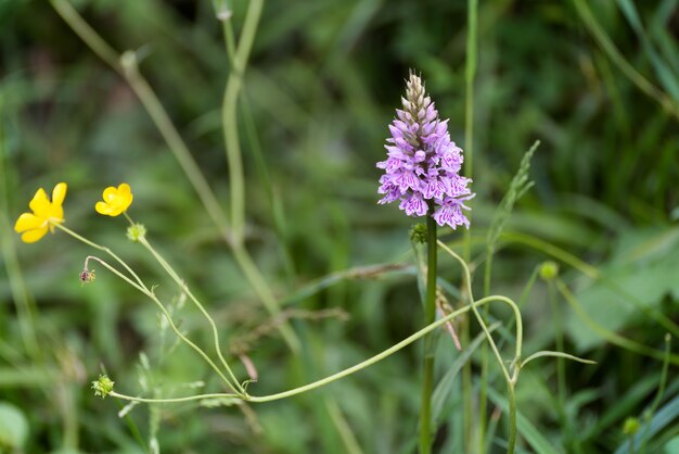 Foto heath spotted orchid (dactylorhiza maculata ericetorum) floración en primavera