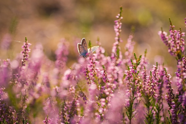 Heather Butterfly auf einem Busch aus wilder Heide im Wald