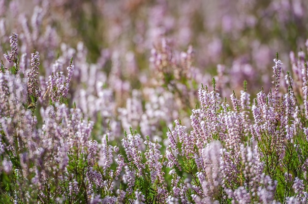 Heather comum rosa vibrante florescendo ao ar livre