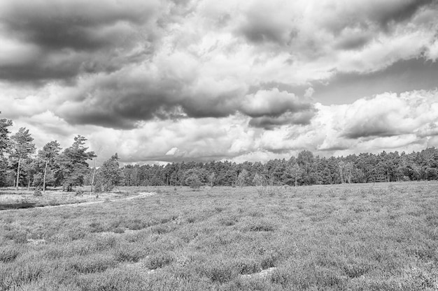 Heathland com floração urze comum Calluna vulgaris e um carvalho no Lueneburg Heath Lueneburger Heide na Baixa Saxônia Alemanha HDR