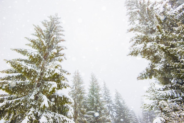 Hechizante panorama de popa de altos abetos cubiertos de nieve crecen en el bosque en invierno día helado