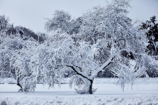 Hechizo de feria de invierno buscando belleza de la naturaleza de la tormenta de nieve