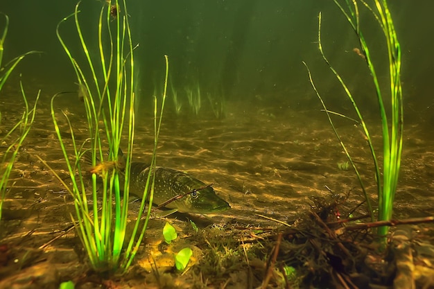 Hecht unter Wasser, Raubfisch im Süßwasser