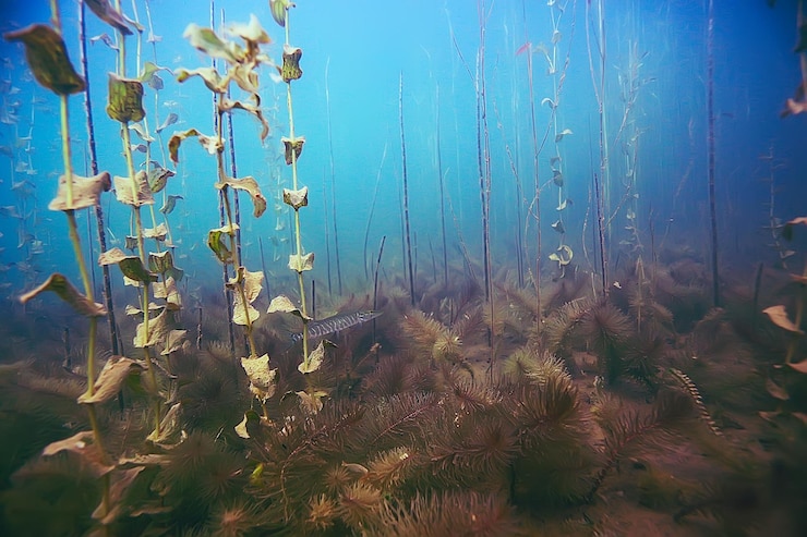 Foto hecht unter wasser schießender fisch