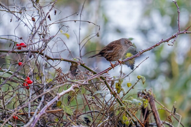 Hecke Accentor oder Dunnock auf einem Dornbusch im Winter