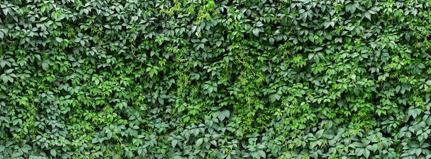 Hecke der Pflanze hinterlässt grünen Efeulaub natürlichen Hintergrund