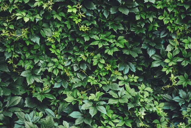 Hecke des großen Grüns verlässt im Frühjahr.