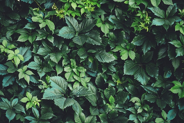 Hecke des großen Grüns verlässt im Frühjahr