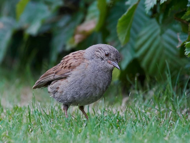 Heckenbraunelle Prunella modularis