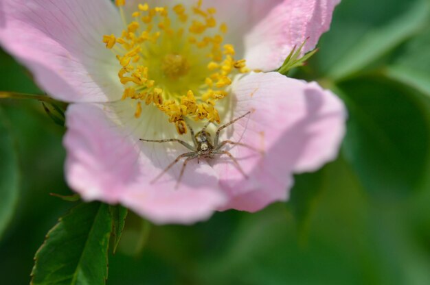 Heckenrose mit einer Spinne in der Natur aus nächster Nähe