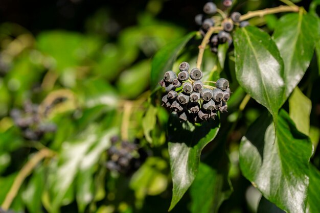 Hedera helix hera comum hera inglesa hera europeia com bagas