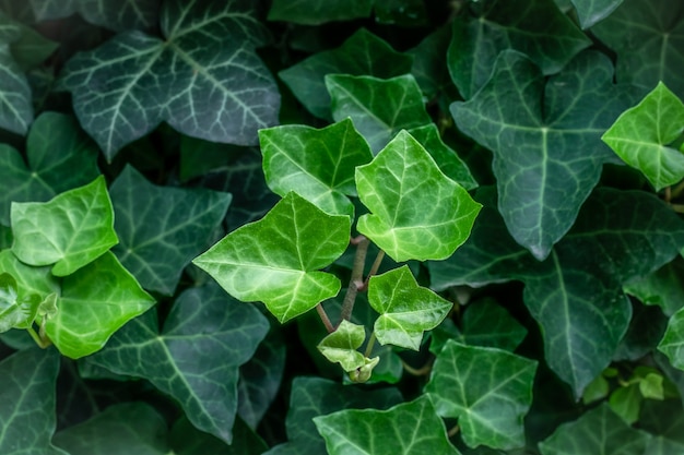 Hedera helix. Videira perene, trepadeira planta selvagem do gênero ivy comum na família Araliaceae. Close-up de folhas escuras no jardim, fundo verde da natureza. Papel de parede botânico natural.