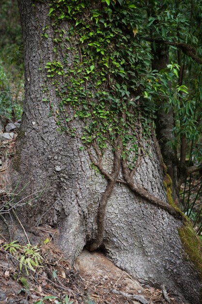 Hedera nepalensis en el tronco en un bosque de montaña