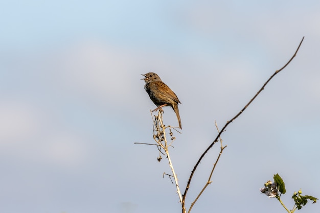 Hedge Accentor (Dunnock) donde se posan sobre un tallo muerto cerca de East Grinstead