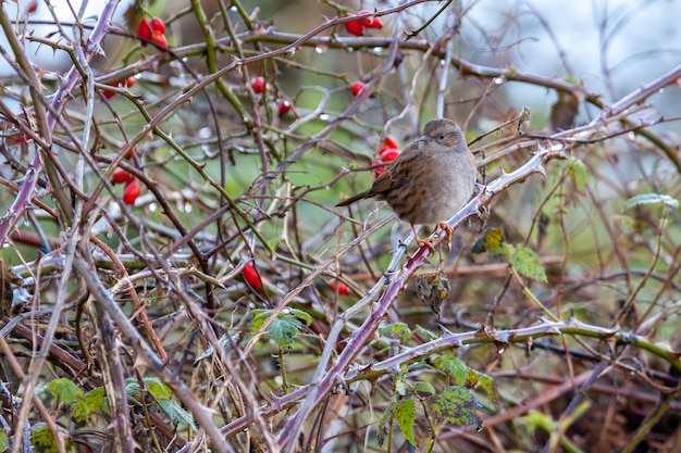 Hedge Accentor o Dunnock en un brezo en invierno