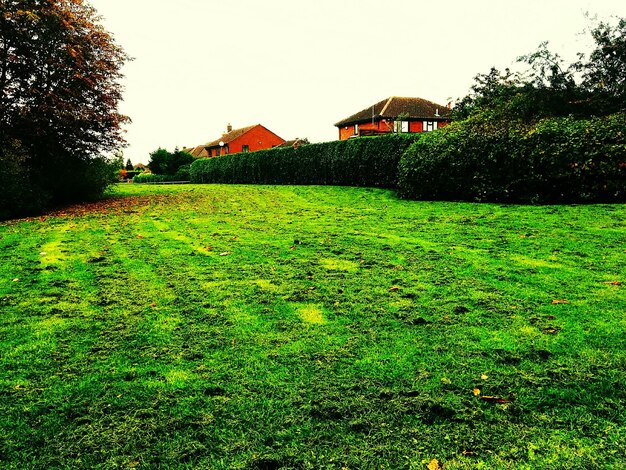 Foto hedge no parque contra o céu