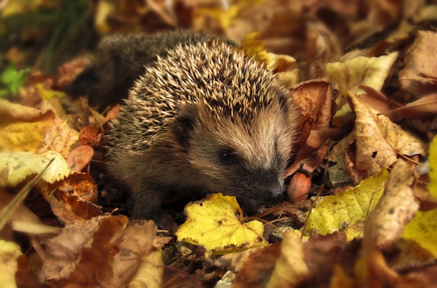 Hedgehog em folhas de outono