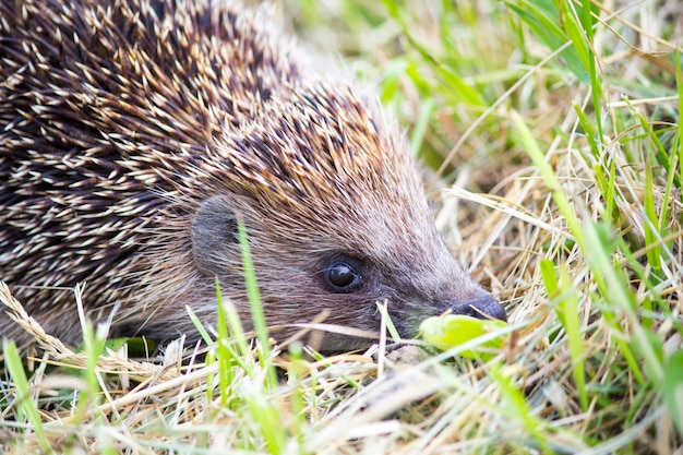 Hedgehog na grama