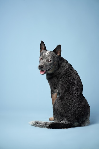 Foto heeler australiano sobre un fondo azul.