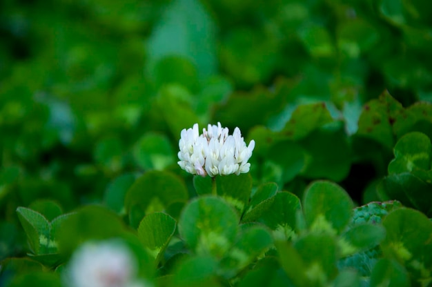 Hehuanshan mehrjährige Kraut-Weißklee-Blume