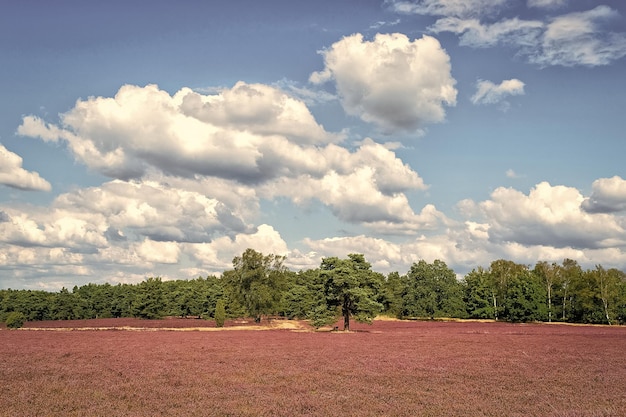 Heide mit blühendem Heidekraut natürlichen Hintergrund