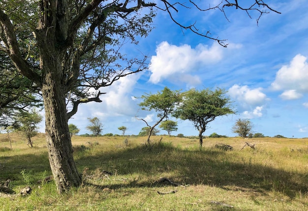 Heidekraut und Bäume im Sommer mit blauem Himmel