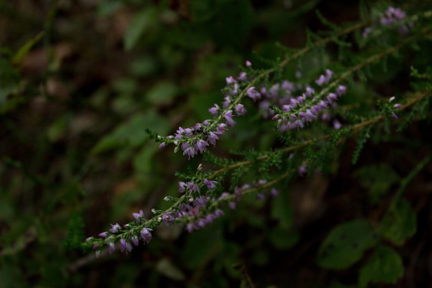 heidekraut waldpflanzen lila waldblumen