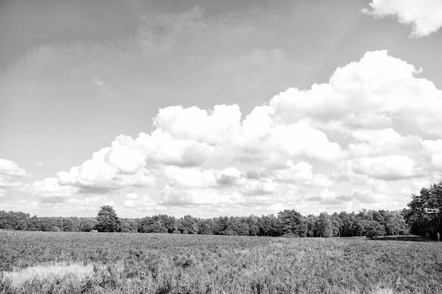 Heidelandschaft mit blühender gemeiner Heide