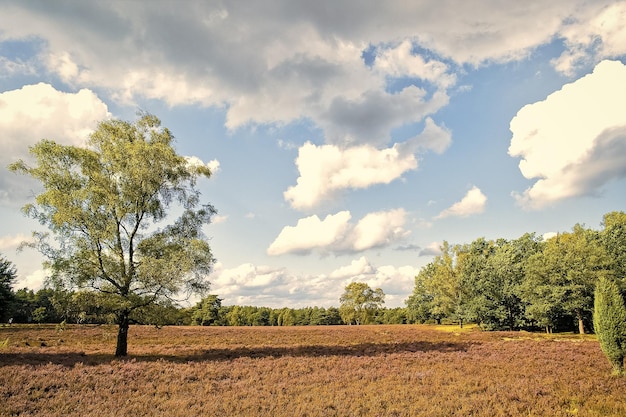 Heidelandschaft mit blühender gemeiner Heide